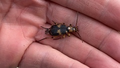 Pheropsophus javanus