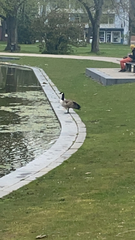 Branta canadensis