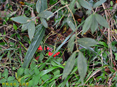 Ardisia crispa