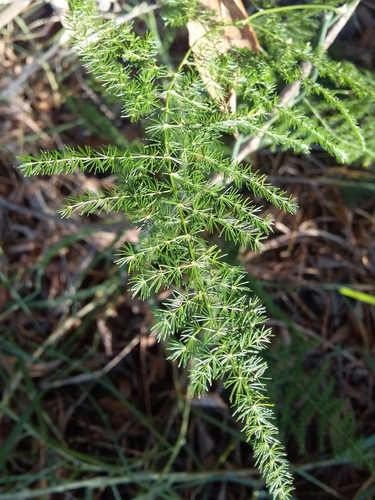 Asparagus setaceus iNat (3)