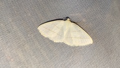 Parabapta clarissa
