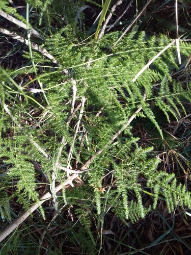 Asparagus setaceus