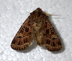 Sideridis reticulata