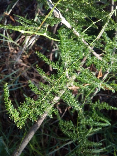 Asparagus setaceus