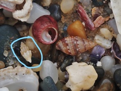 Guraleus