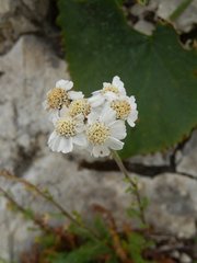 Achillea atrata