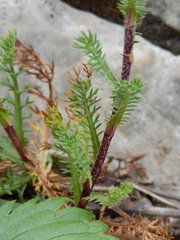 Achillea atrata