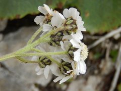 Achillea atrata