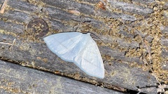 Parabapta clarissa