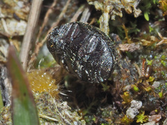 Lamprobyrrhulus nitidus