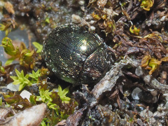 Lamprobyrrhulus nitidus