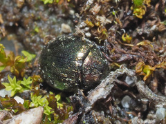 Lamprobyrrhulus nitidus