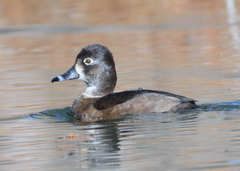 Aythya collaris