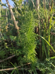 Foeniculum