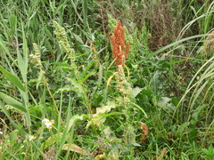 Rumex japonicus