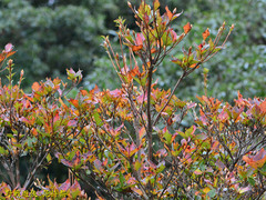 Rhododendron mariesii