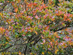 Rhododendron mariesii
