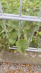 Urtica dioica