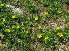 Potentilla brauniana