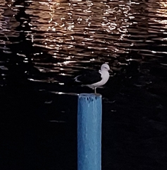 Larus fuscus
