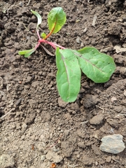 Beta vulgaris vulgaris