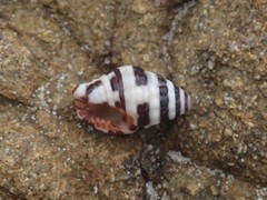 Engina zonalis