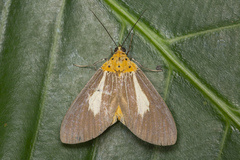 Asota subsimilis
