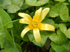 Ficaria verna