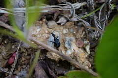 Cycnotrachelus cyanopterus