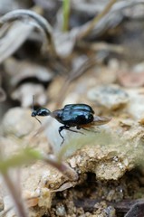 Cycnotrachelus cyanopterus