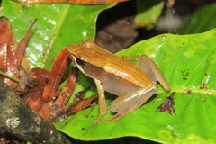 Mantidactylus
