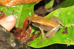 Mantidactylus