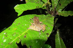 Gephyromantis luteus