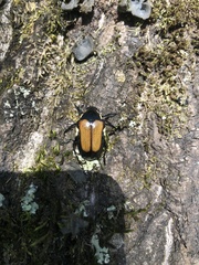 Campsiura mirabilis
