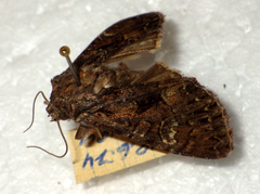 Mniotype adusta