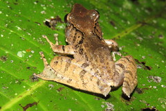 Gephyromantis luteus