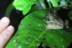 Gephyromantis luteus