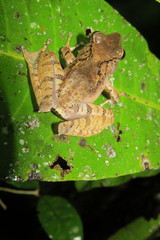 Gephyromantis luteus