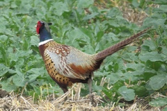 Phasianus colchicus torquatus