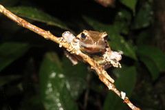 Gephyromantis luteus