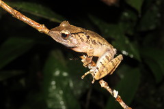 Gephyromantis luteus