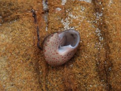 Clanculus clangulus