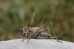 Decticus verrucivorus verrucivorus