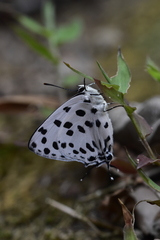 Tajuria maculata