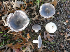 Russula grisea