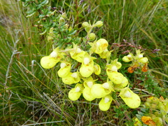Calceolaria incarum