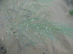 Eremosparton aphyllum