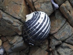 Nerita costata