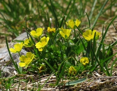 Potentilla brauniana