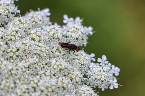 Dark-winged Chrysogaster photo 4